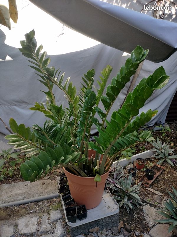 Plante (image 1)