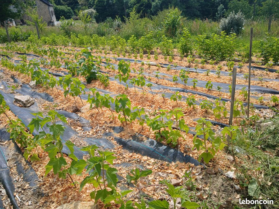 Plants de petits fruits (image 2)