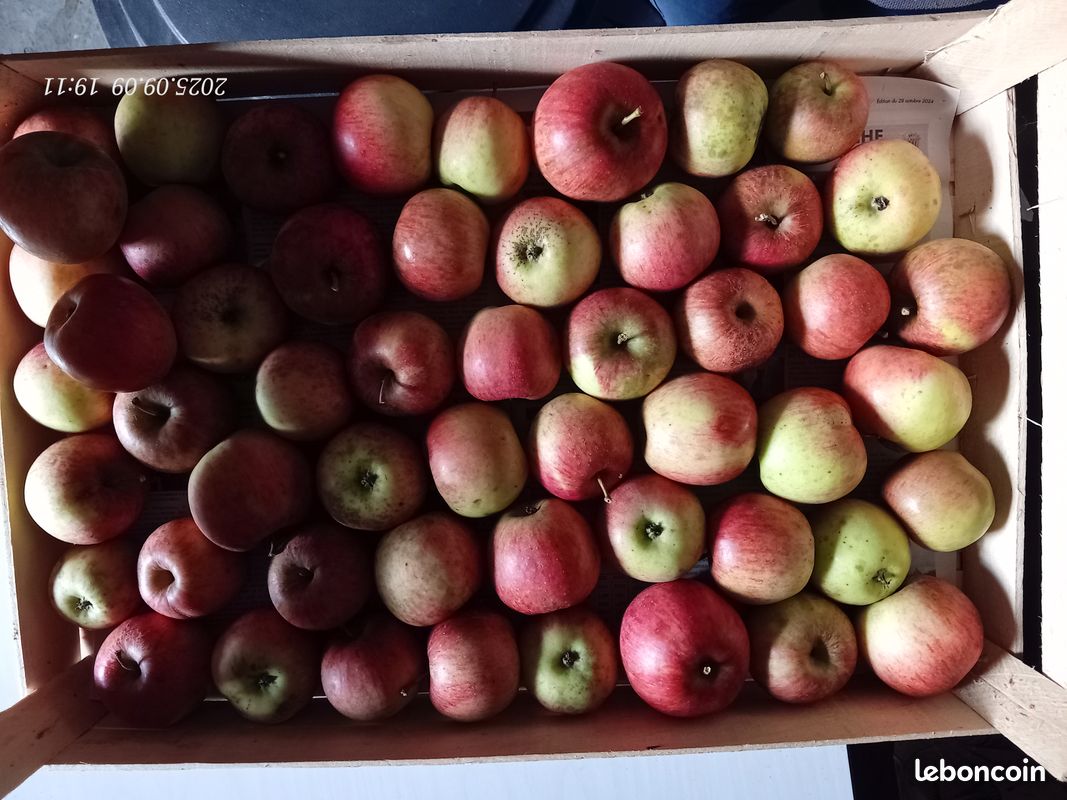 Pommes de pays, différentes variétés (image 2)