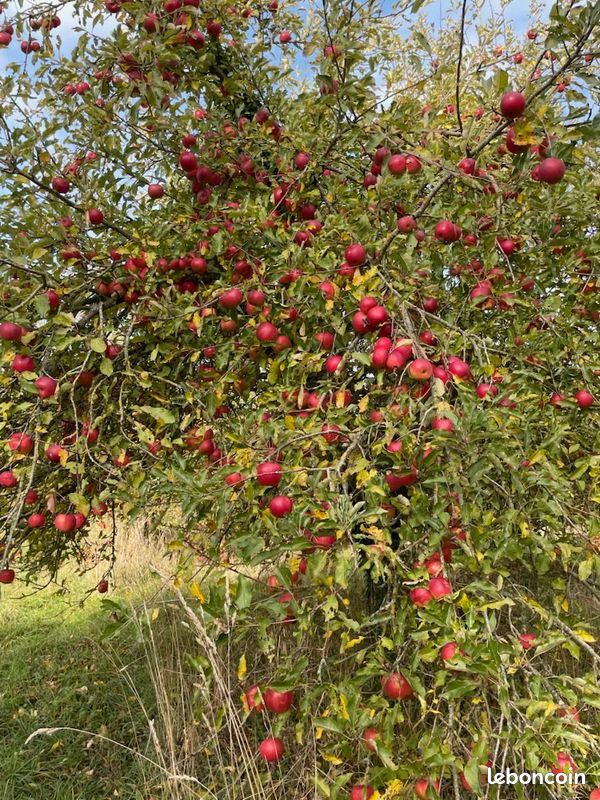 Jus de pommes (image 1)