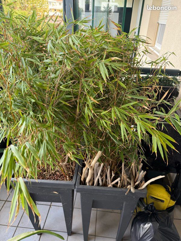 Plante pour terrasse les 4 jardinière (image 1)