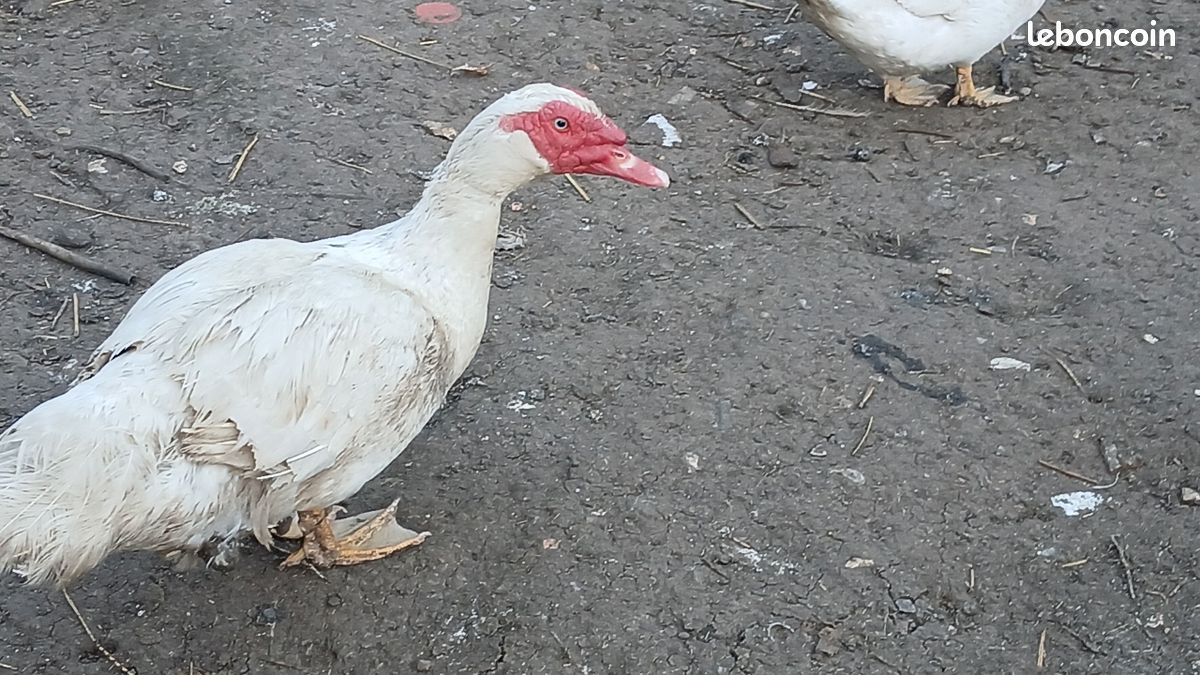 Couple de canard (image 1)