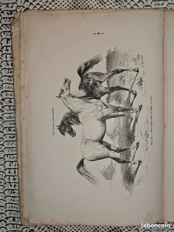 Planches anciennes illustrées – Les races chevalines (lot illustré XIXe siècle) (image 15)