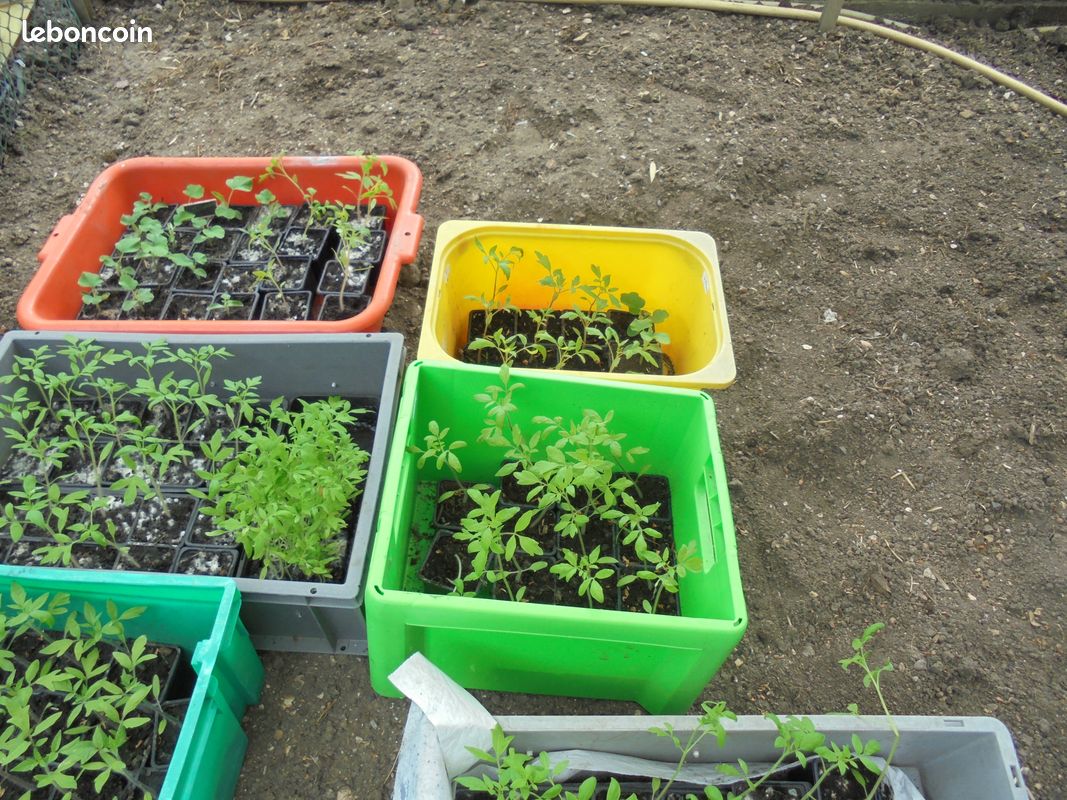 3 pots de Plants de tomates et de butternut (image 3)