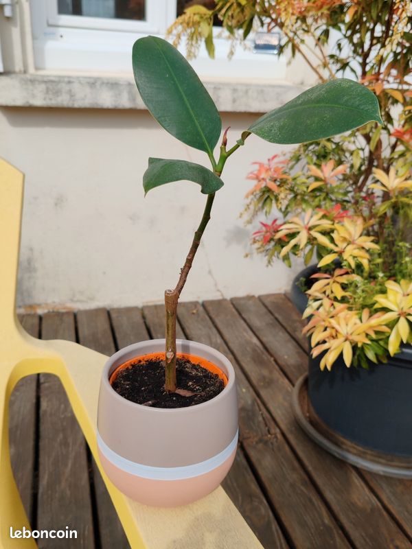Bouture caoutchouc - Jardin & Plantes