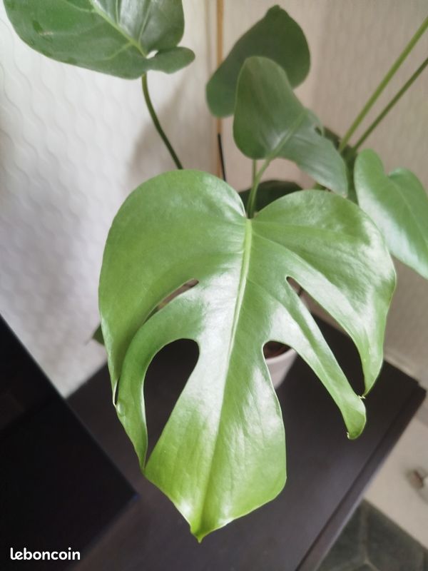 Monster deliciosa (image 2)