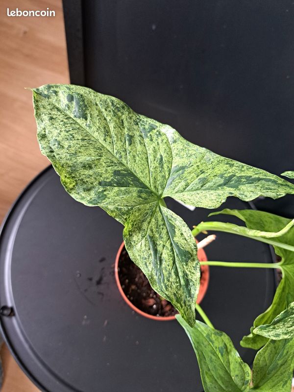 Syngonium mottled mojito #2 (image 3)