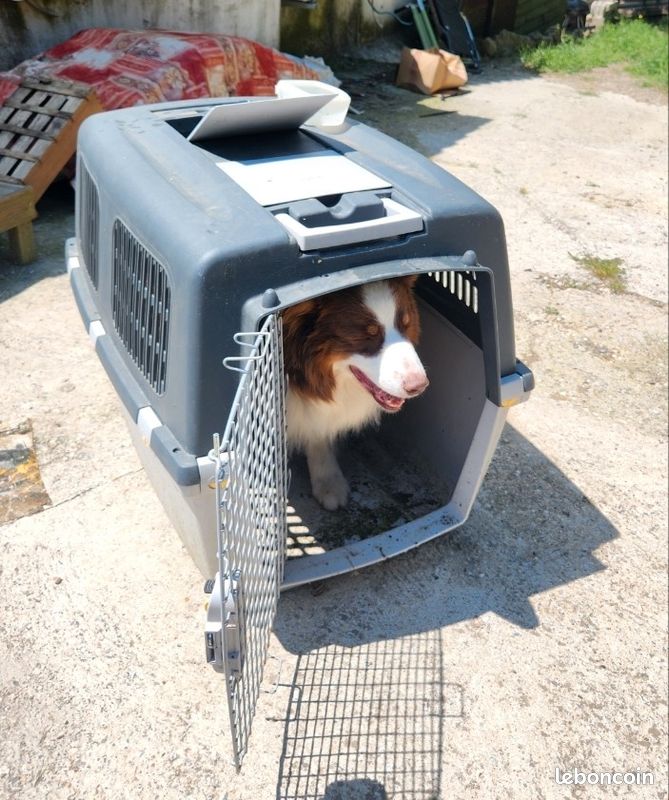 Cage IATA chien (image 2)