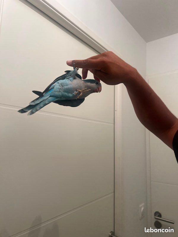 Conure souris (image 1)