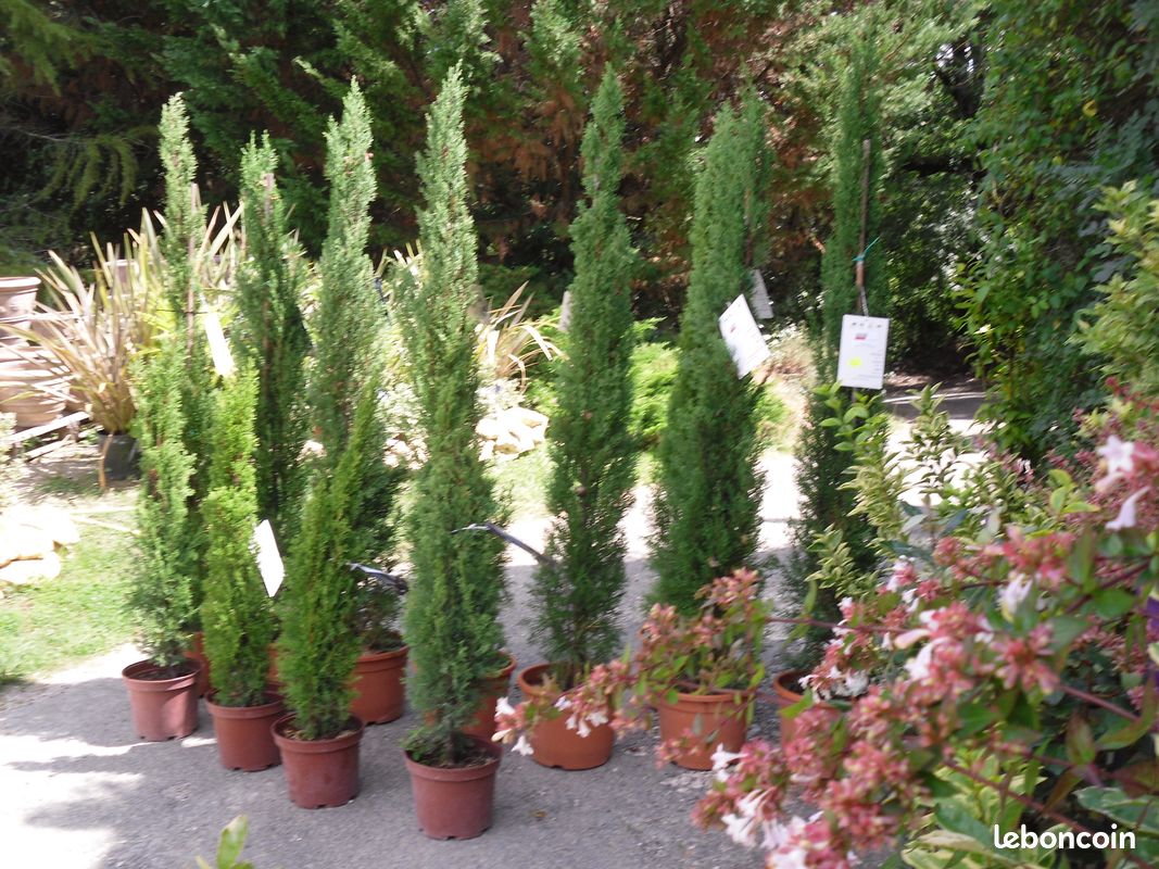 PIN PARASOL grand 119 euros /CYPRES TOTEM 25 e / BOULEAU, STATUES en pierre (image 3)