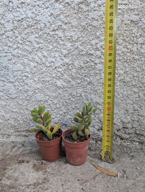 Plante grasse - crassula rogersii (image 1)
