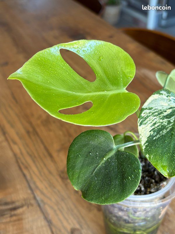 Monstera Siam mint (2 pieds) - Jardin & Plantes