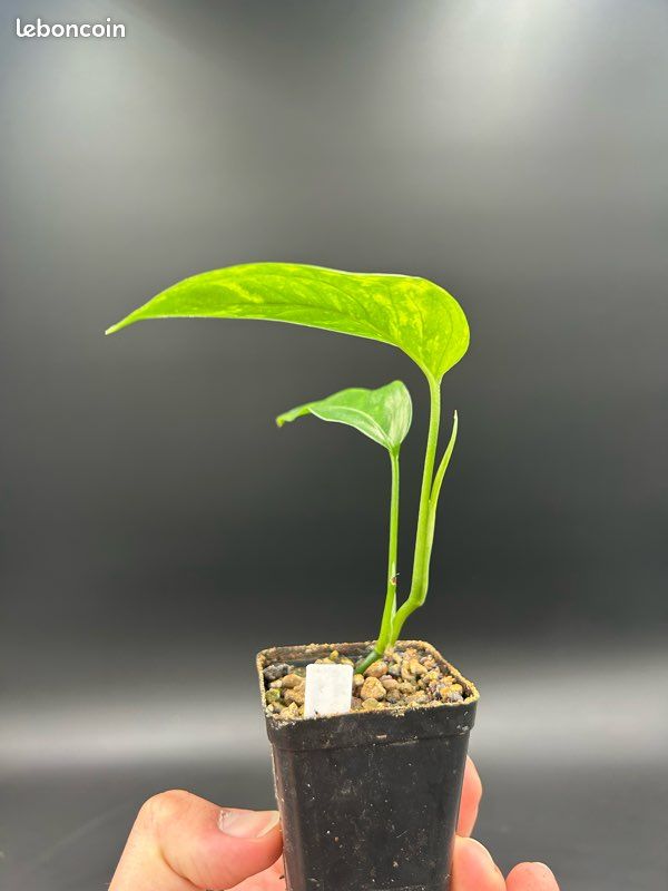 Monstera Obliqua Mobot #2 - Jardin & Plantes