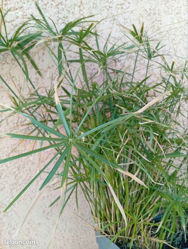 Papyrus dans sa Balconiere 90 cm de hauteur (image 5)
