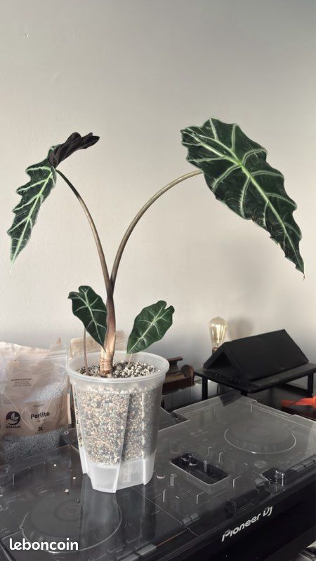 Alocasia Polly n°2 (image 2)