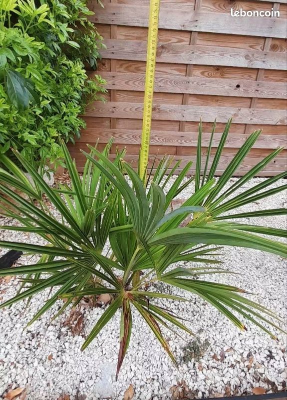 🌴 Palmier Chamaerops humilis (image 2)