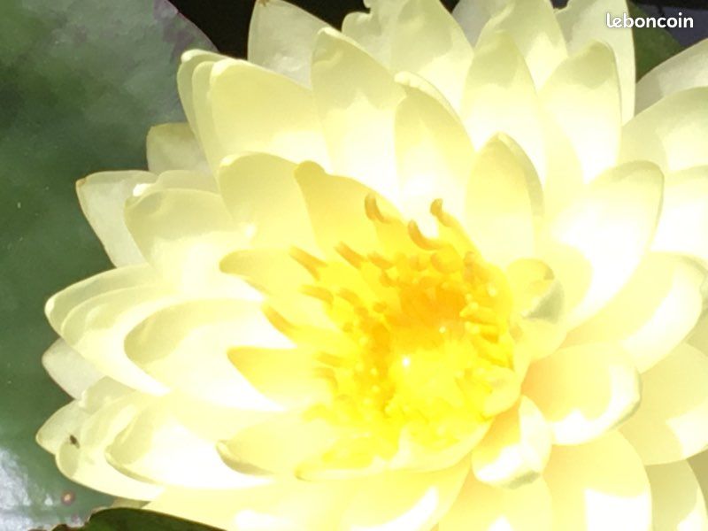 Plante de bassin ,nénuphar lemon meringue (image 7)