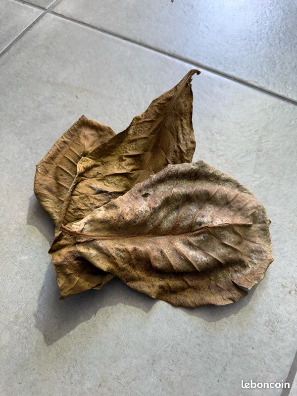 Feuille de catapa pour aquarium (image 3)