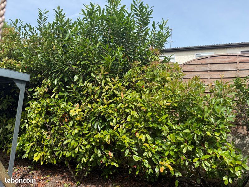 Haies de Photinia Red Robin et Laurier du Portugal - 8 pieds - Jardin &  Plantes