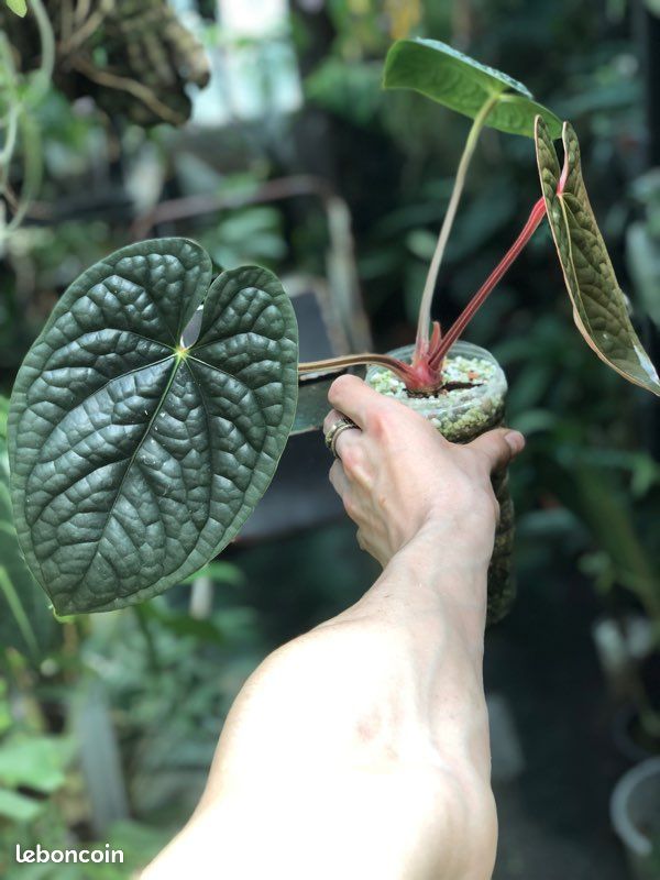 Anthurium Luxurians Dark Form - Jardin & Plantes