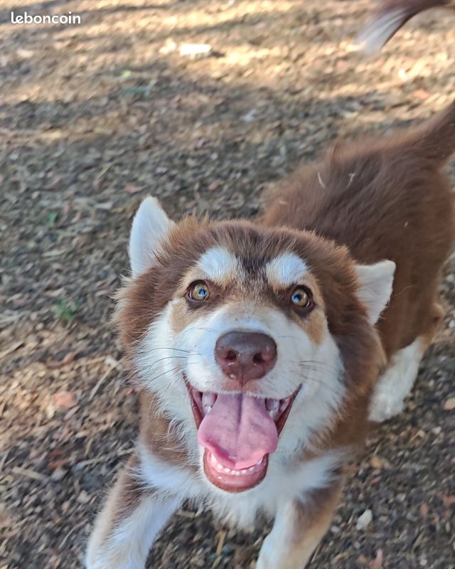 Chiot pomsky (image 1)
