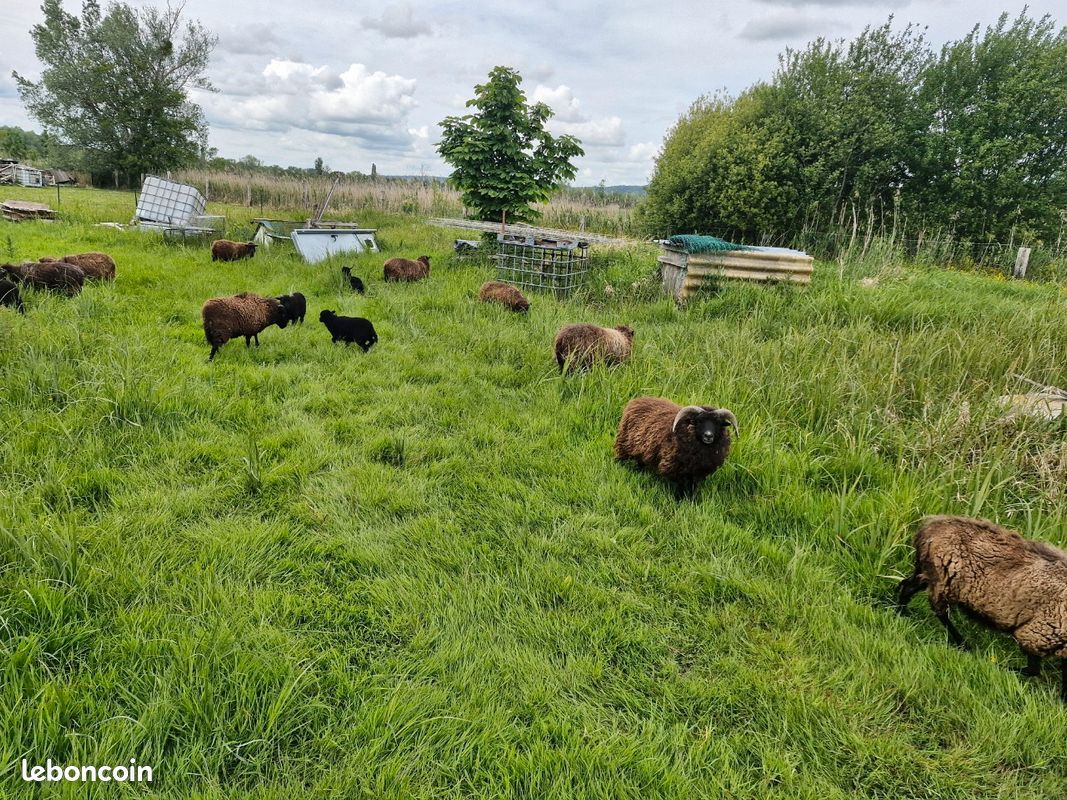 Champs prairie herbage · à Clères · 15 000 €