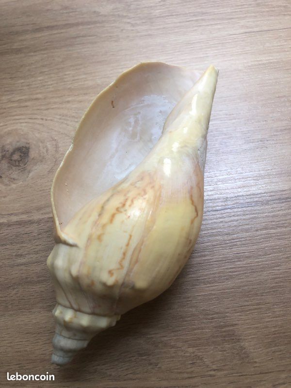 Coquillage (image 2)