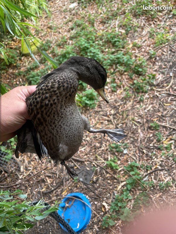 Canard gabion (image 3)