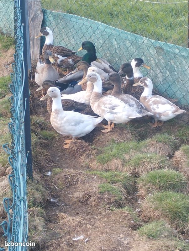 Canard colvert (image 1)