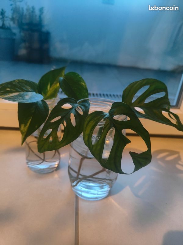 Troc de plantes (image 1)