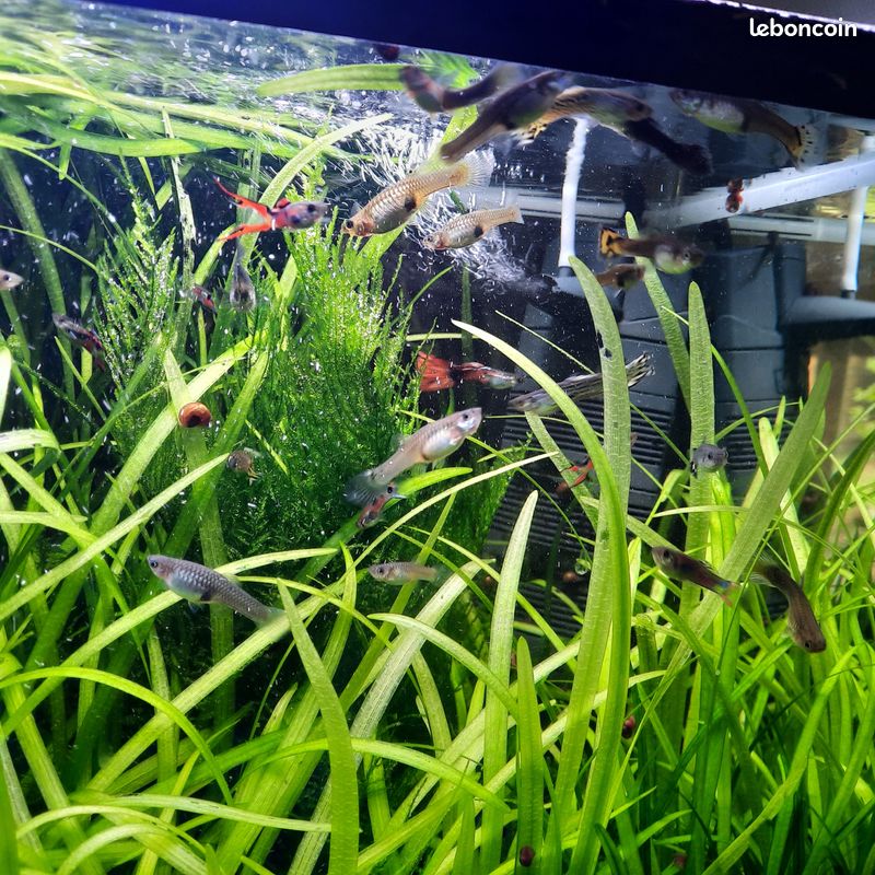 Aquarium Eheim aquastyle 35l (image 2)