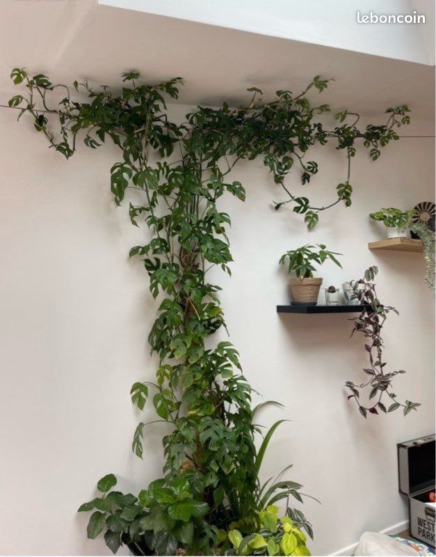 Bouture monstera madison minima - Jardin & Plantes