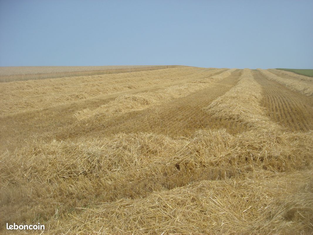 Recherche paille en andain - Matériel agricole