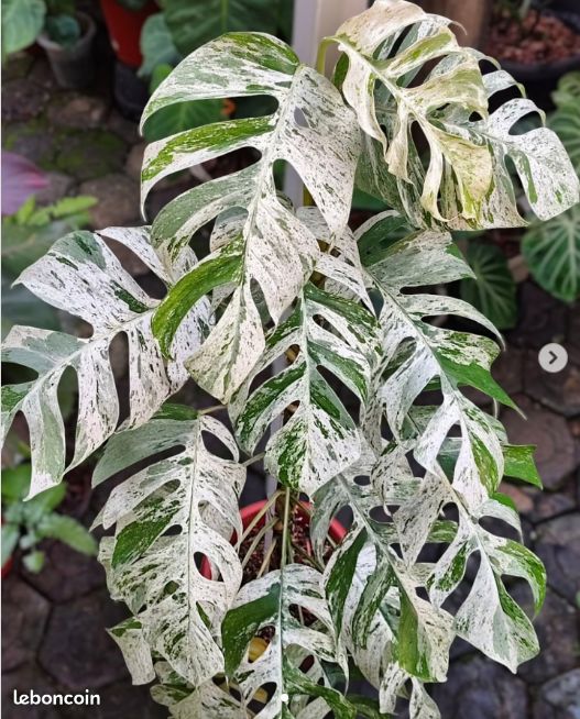 Epipremnum Hanoman Sp Bali variegata- Plante Rare - Jardin & Plantes
