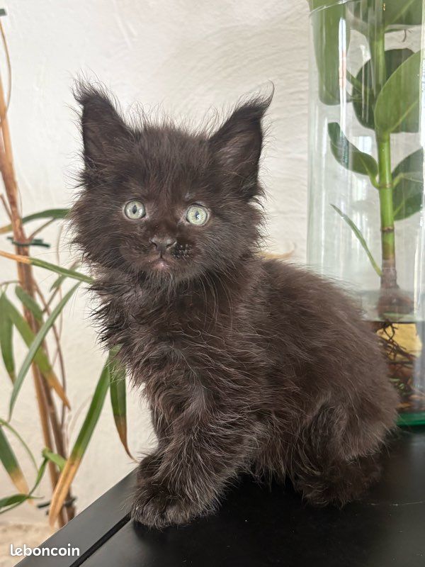 Chaton Maine coon black (image 2)