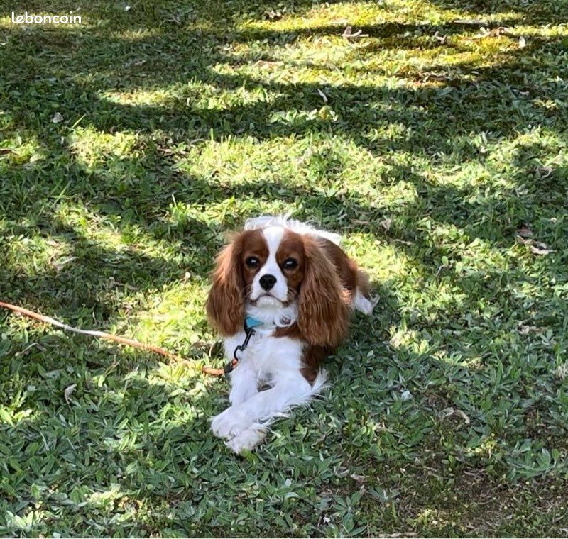 Mâle Cavalier King Charles pour saillie (image 2)