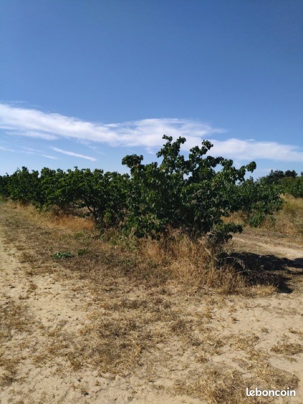 Terrain agricole · à Claira · 40 500 €