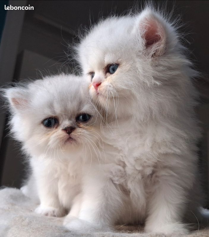 Chatons persans avec pedigree (image 3)