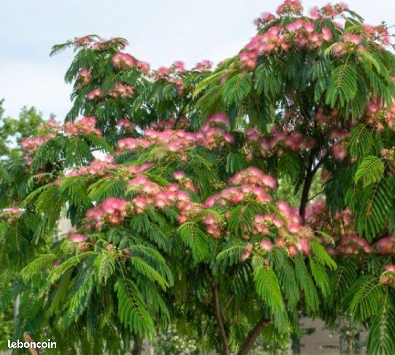 Arbres Albizia (image 2)