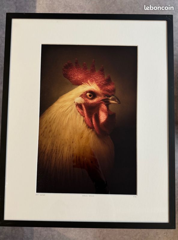 Photographie Édition limitée - Cally Whitham- Dorking Rooster (image 1)