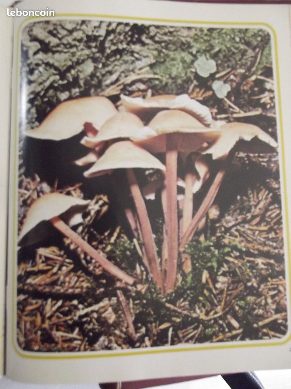 Livre les champignons de AàZ 3 Vol (image 2)