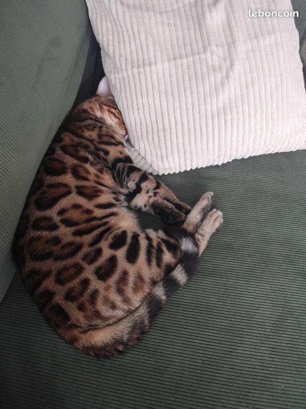 Saillie Bengal loof (image 3)