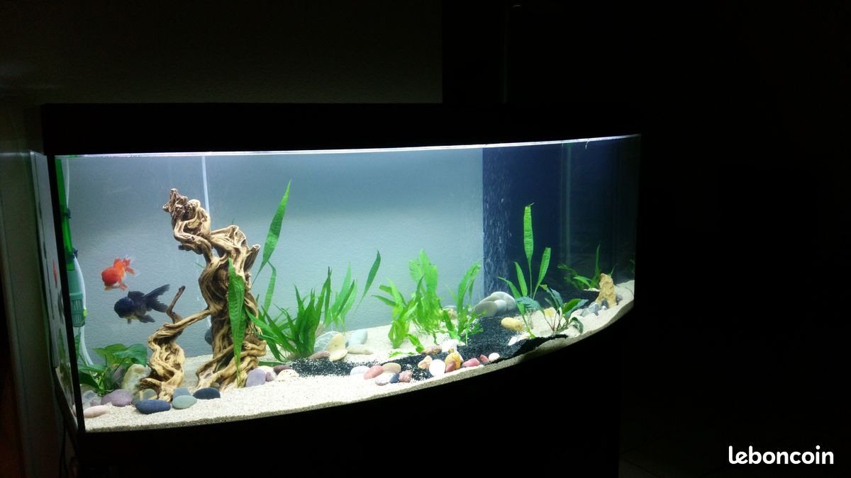 Aquarium 450 litres et son matériel (image 3)