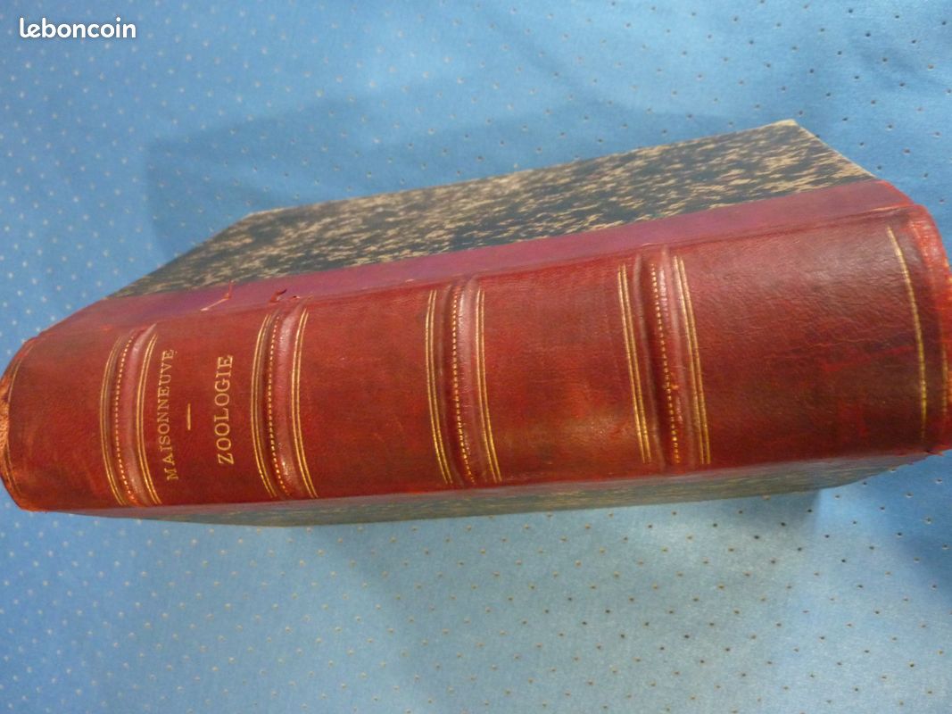 Zoologie Maisonneuve année 1890 Palmé (image 1)