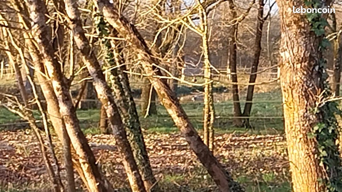 Loue pres pour chevaux (image 1)