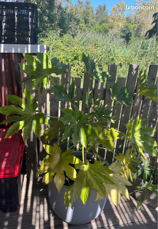 Plantes extérieures (image 1)