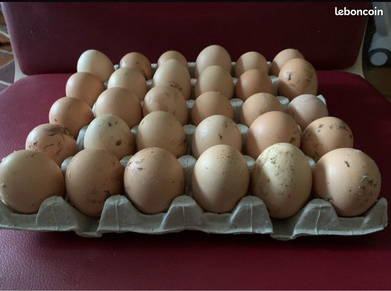 Oeufs (image 2)