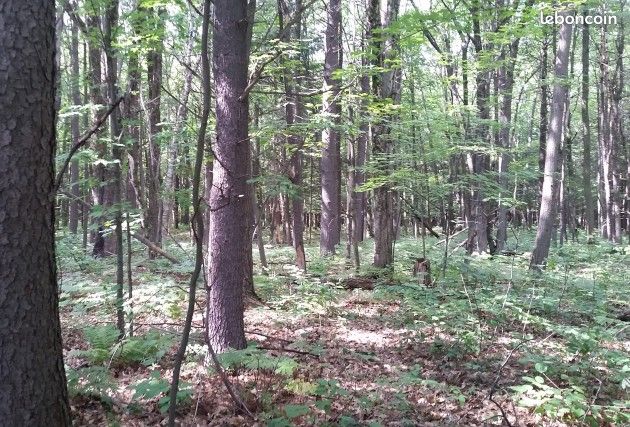 Terrains boisés en ZA de 39a ,60 a bavilliers limite urcerey · 12 000 €