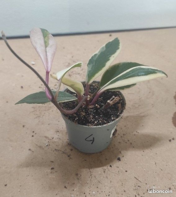 Hoya flamingo dream 4 (image 2)