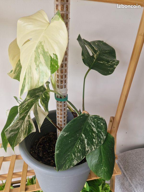 Plante monstera variegata (image 1)